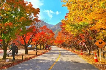 Thưởng ngoạn Changwon Hàn Quốc mùa lá đỏ