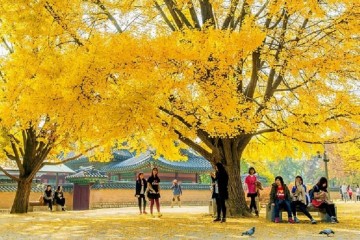 Du lịch Hàn Quốc mùa thu nên mặc gì