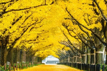 Khám phá danh thắng Đảo Nami mùa thu Hàn Quốc