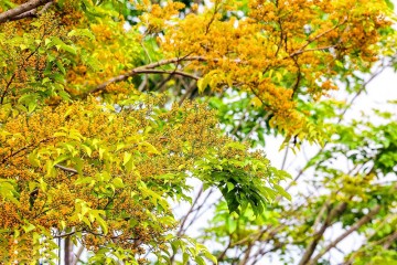 Đà Nẵng nhuộm màu vàng rực rỡ của hoa sưa