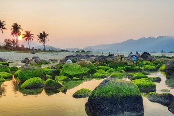 Thảm rêu xanh rạn Nam Ô Đà Nẵng