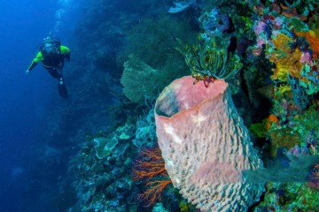 Khám phá vẻ đẹp dưới đáy biển Bali