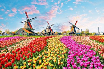 Khám phá lễ hội hoa Tulip Hà Lan