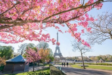 Mãn nhãn với vẻ đẹp hoa anh đào Paris