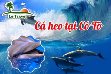 Chiêm ngưỡng đàn cá heo gần 30 con tại vùng biển Cô Tô