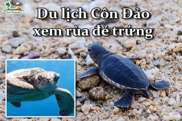 Du lịch Côn Đảo ngắm rùa đẻ trứng tại Hòn Tre Lớn