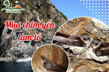 Kỳ diệu mùa chim yến làm tổ ở Côn Đảo