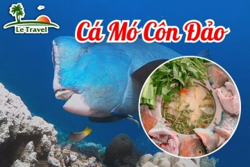 Thưởng thức hương vị thơm ngon của cá Mó biển Côn Đảo