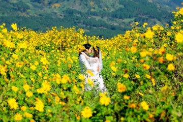 6 địa điểm chụp ảnh hoa Dã Quỳ đẹp nhất ở Đà Lạt