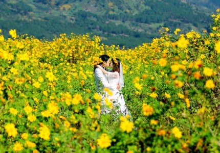 6 địa điểm chụp ảnh hoa Dã Quỳ đẹp nhất ở Đà Lạt