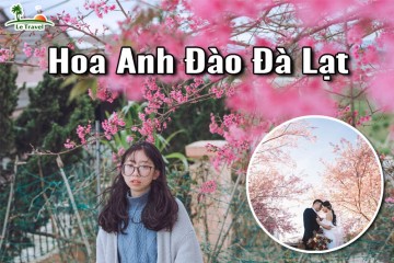 Địa điểm check-in hoa anh đào tháng 1 khi đến Đà Lạt