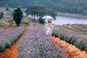 Khám phá vẻ đẹp Đà Lạt với bốn mùa hoa khoe sắc