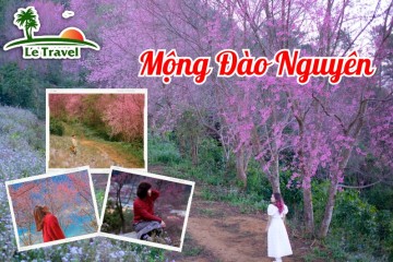 Mộng Đào Nguyên - Thế giới đầy màu sắc của hoa mai anh đào