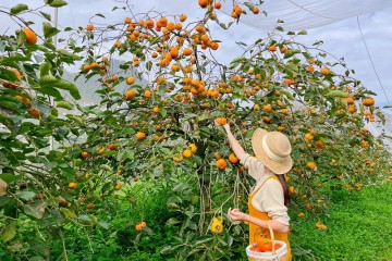 Mùa hồng chín Đà Lạt vào tháng mấy