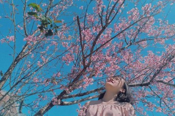 Mùa mai anh đào Đà Lạt nở rộ