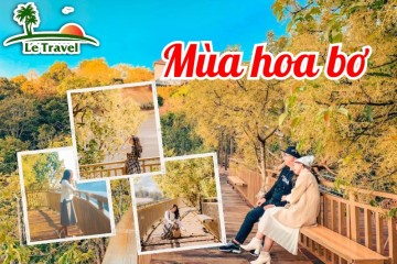 Vẻ đẹp nao lòng của mùa hoa bơ Đà Lạt