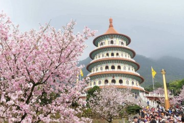 Du lịch Đài Loan mùa hoa anh đào