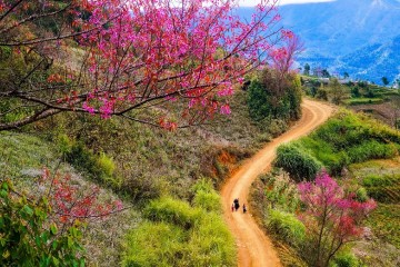 Đắm mình trong cung đường hoa mùa xuân Tây Bắc