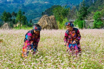 Du lịch Hà Giang mùa hoa tam giác mạch nở rộ