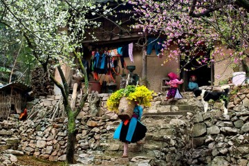 Bỏ túi kinh nghiệm đi trải nghiệm Hà Giang Tết