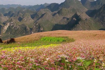 Những điểm ngắm hoa tam giác mạch đẹp nhất Hà Giang