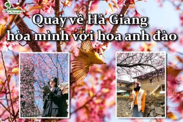 Quay về Hà Giang hòa mình với hoa anh đào