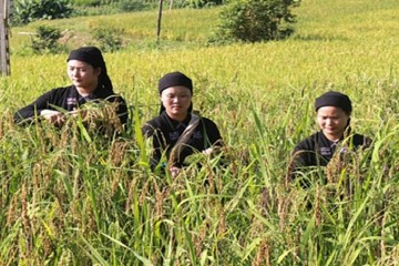 Tham dự lễ mừng cơm mới của người Nùng Hà Giang