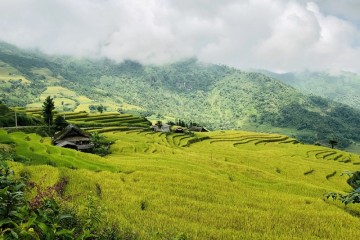 Tham quan mùa vàng Sà Phìn