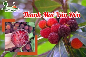Đến Vân Đồn hái Thanh Mai