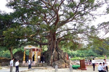 Tham quan Miếu Bà và cây đa di sản