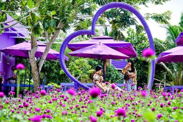 Căn nhà tím Miền Tây điểm sống ảo hút khách