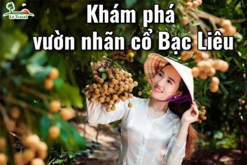 Khám phá vườn nhãn cổ Bạc Liêu