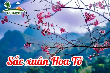 Rực rỡ hoa Tớ dày mang sắc xuân trên Tây Bắc