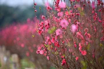 Thời tiết bạn cần biết để đi du lịch Tết âm lịch
