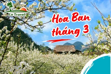 Vẻ đẹp của hoa Ban rừng ở miền Tây Bắc vào tháng 3