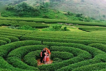 Cùng điểm danh 3 đồi chè trái tim đẹp nhất Mộc Châu