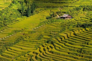 Đi du lịch Mộc Châu mùa lúa chín