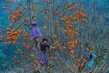 Đi du lịch Mộc Châu mùa hồng chín