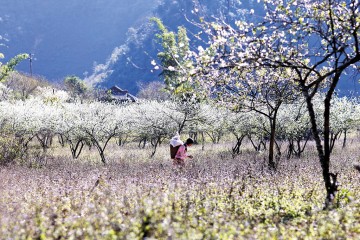 Du lịch Mộc Châu Tháng 3