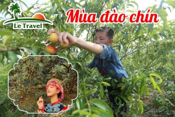 Hành trình hái đào Mộc Châu