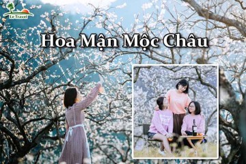 Hoa mận Mộc Châu khoe sắc say đắm lòng người
