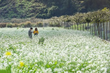Khám phá vẻ đẹp mùa hoa cải Mộc Châu