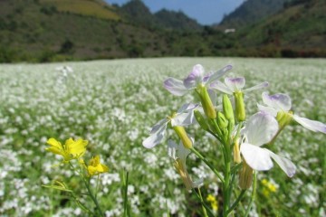 Mùa hoa cải Mộc Châu vào tháng mấy