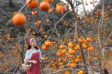 Mùa hồng chín Mộc Châu vào tháng mấy