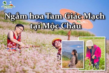 Ngắm nhìn mùa hoa Tam Giác Mạch tại Mộc Châu