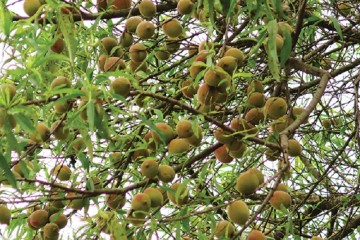 Trải nghiệm hái đào tiên Sơn La