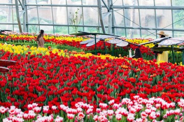 Mùa hoa Tulip nở rộ trên đảo Hòn Tre