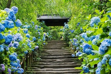 Đi du lịch Nhật Bản tháng 6 có gì đẹp
