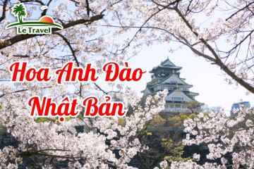 Dự đoán thời điểm hoa anh đào Nhật Bản sẽ nở rộ