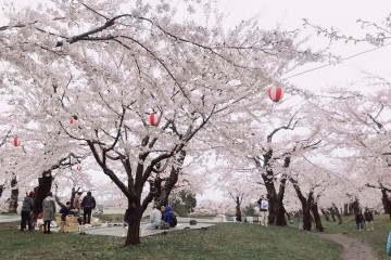 Ngắm vẻ đẹp hoa anh đào tại công viên Goryokaku